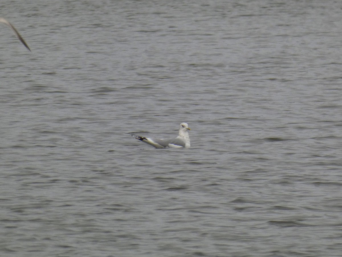 Gaviota Cana - ML646918165