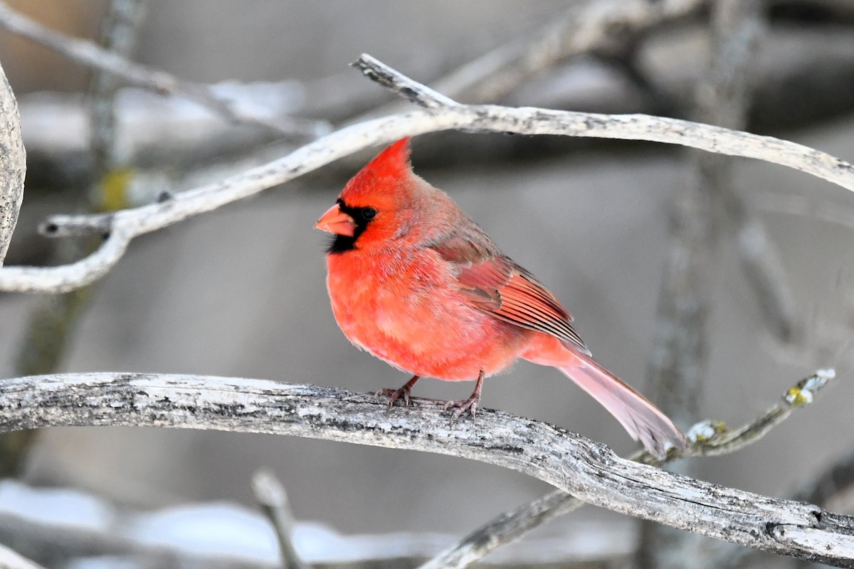 Красный кардинал - ML646918174