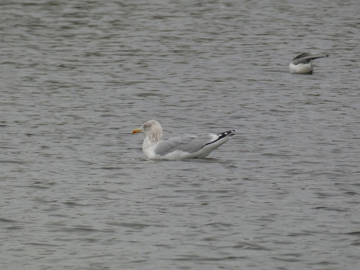 Gaviota Argéntea Europea - ML646918190