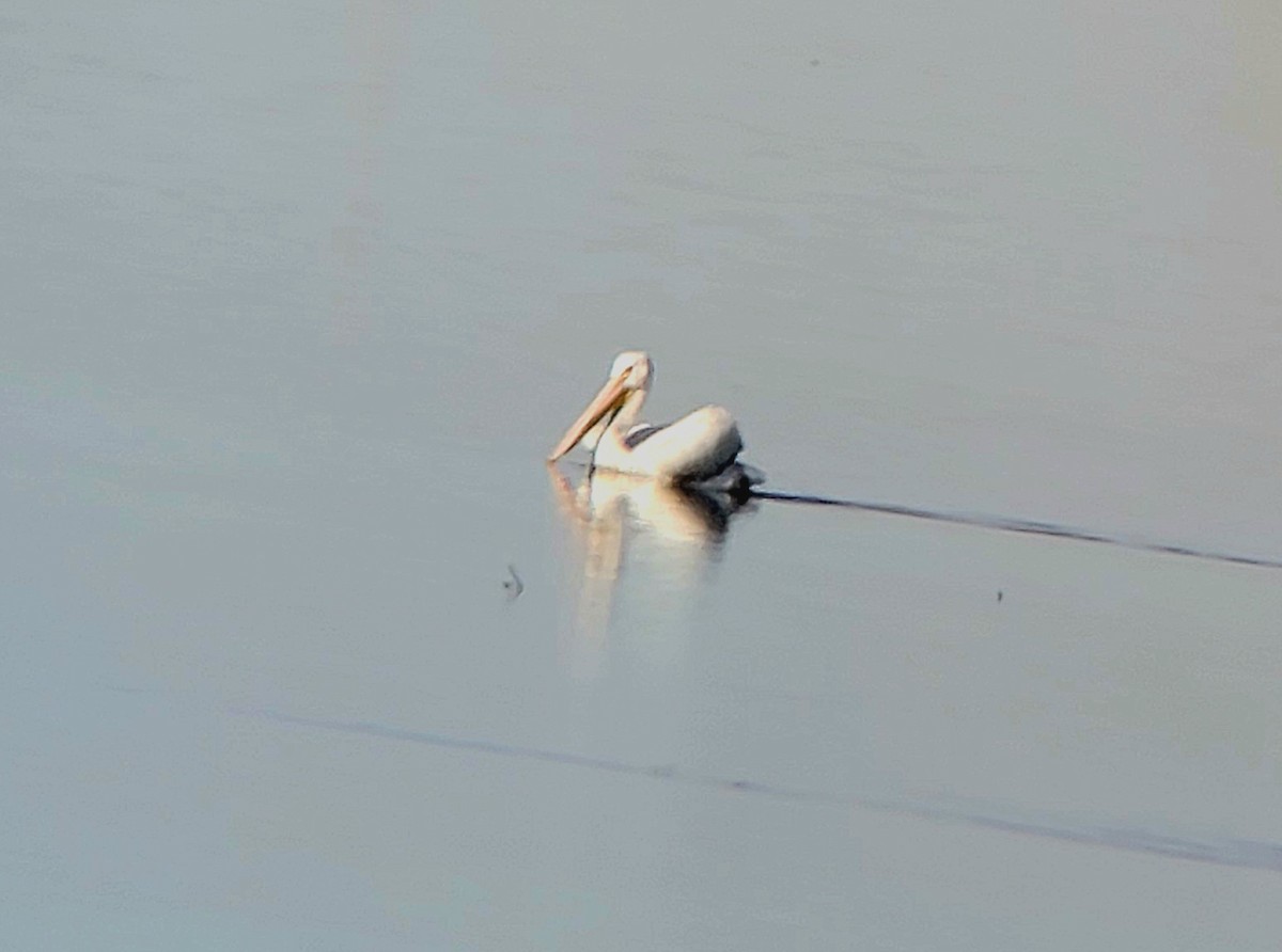 Pelikano zuri amerikarra - ML646918191