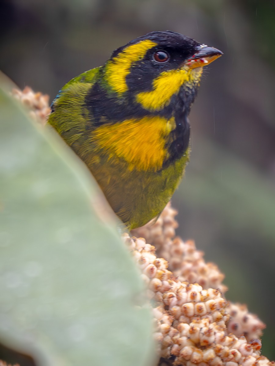 Tangara del Tatamá - ML646918192