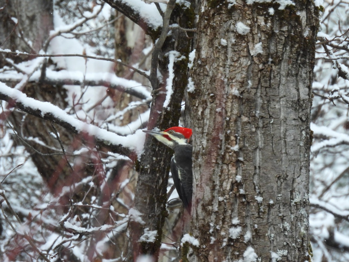 Picamaderos Norteamericano - ML646918197
