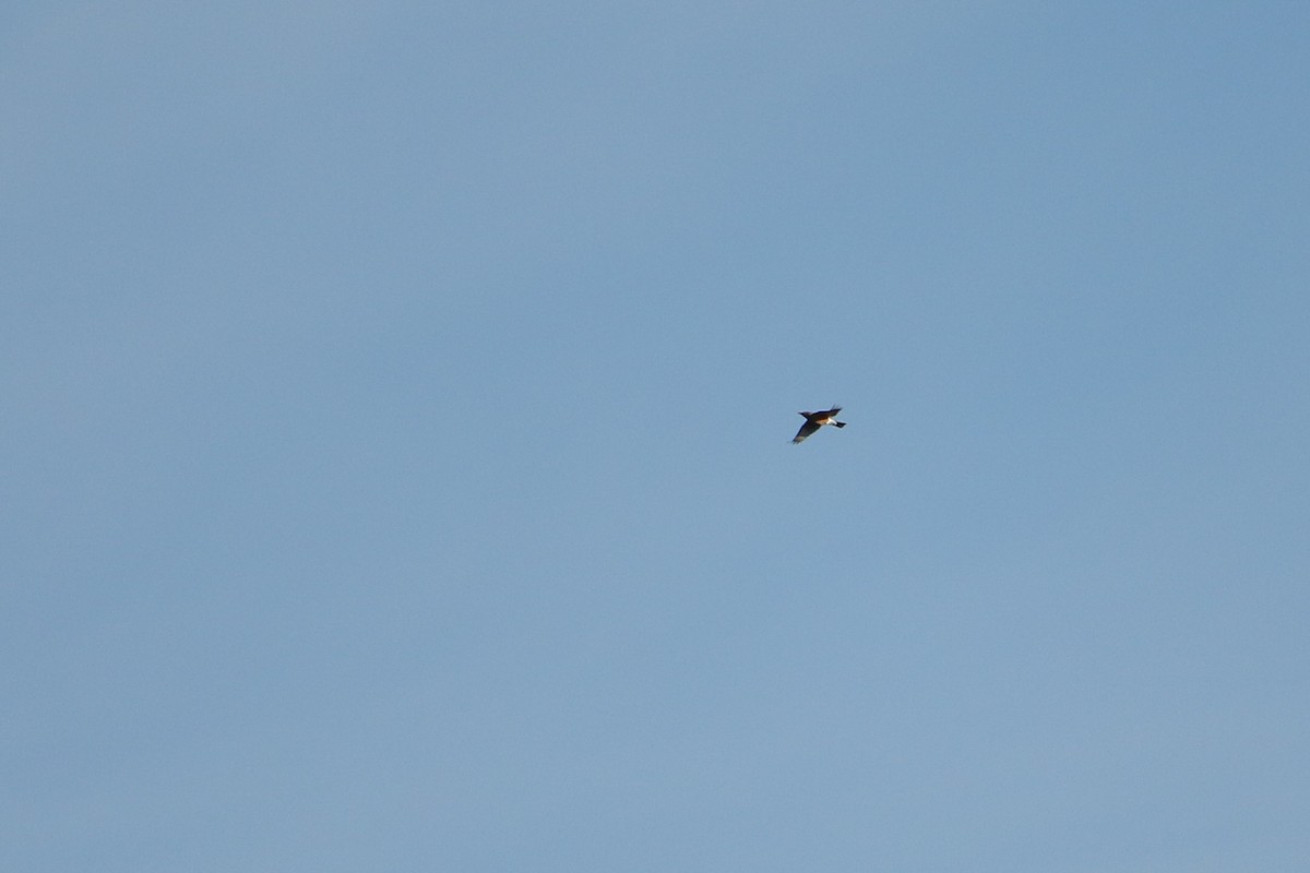 Zorzal Americano - ML646918198