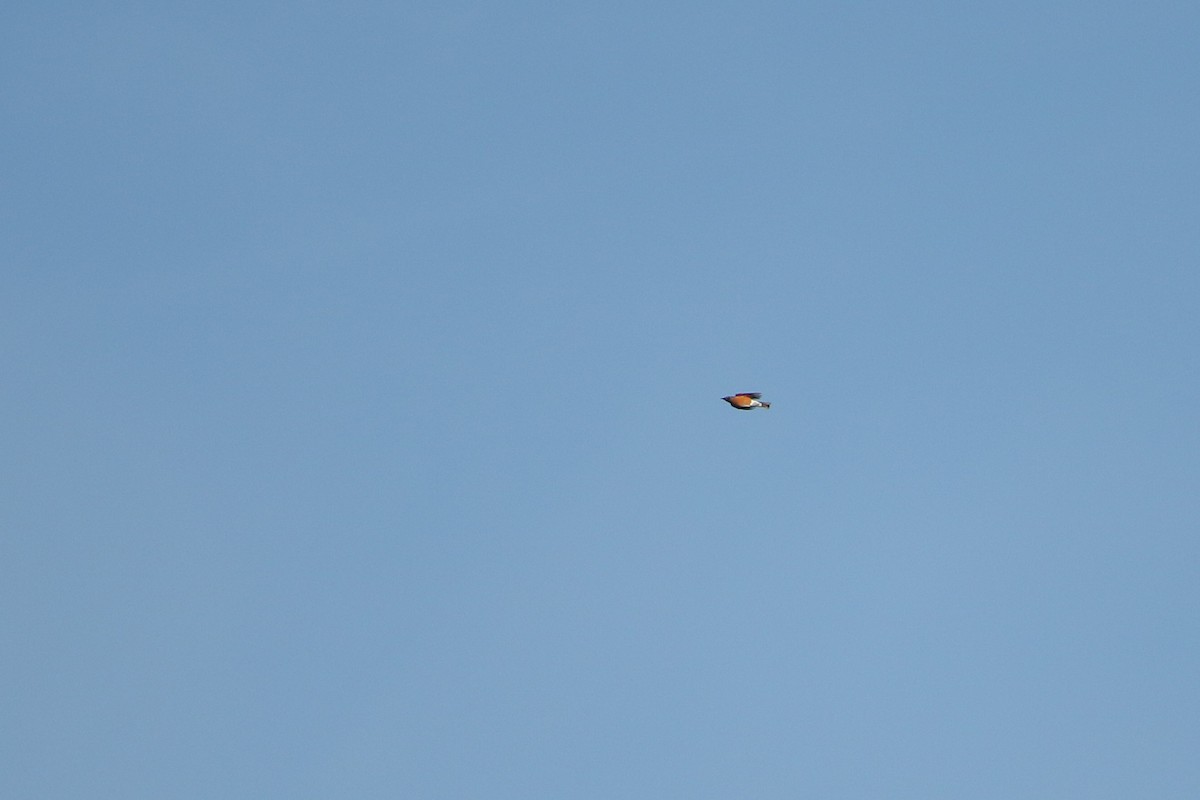 Zorzal Americano - ML646918199