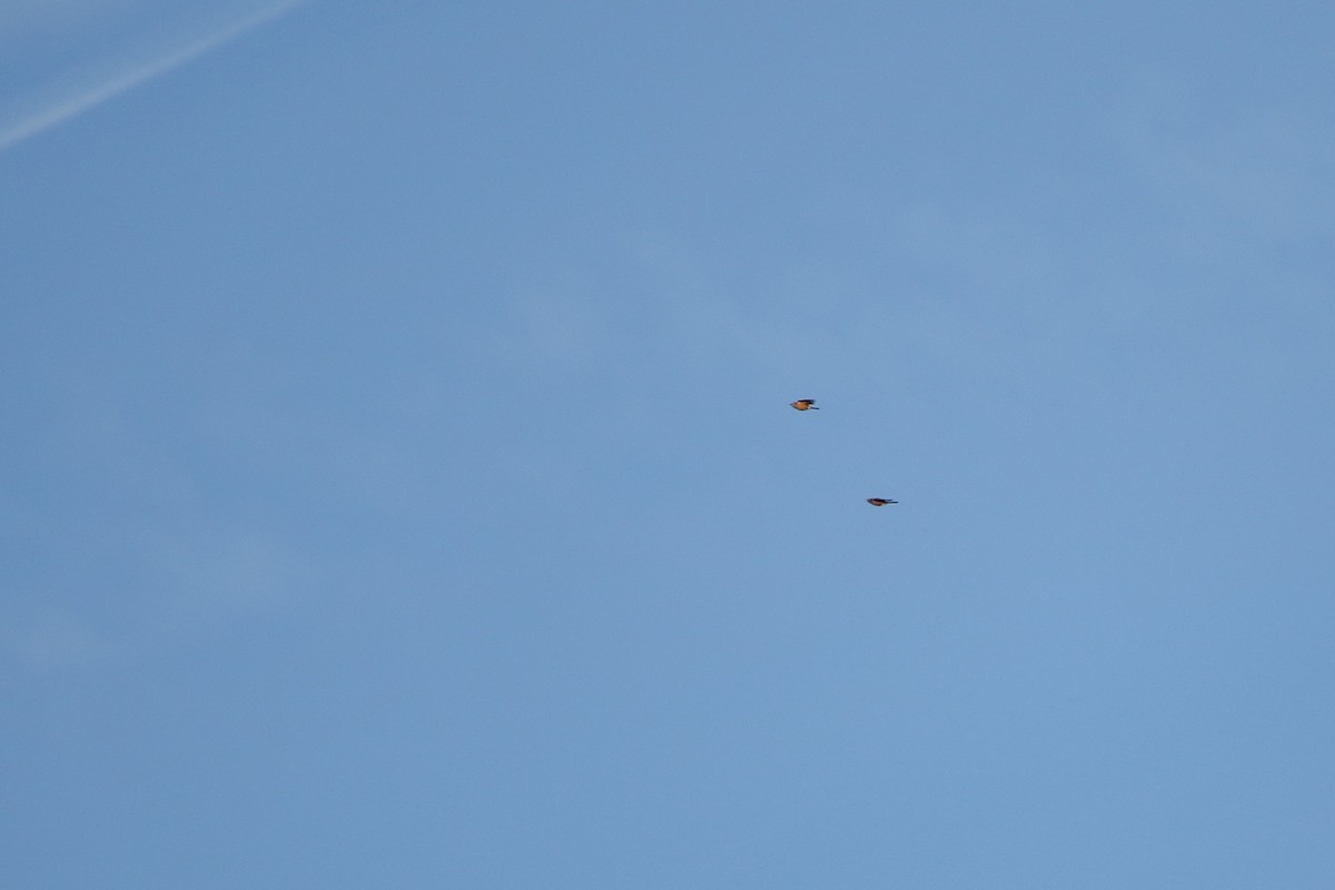 Zorzal Americano - ML646918200