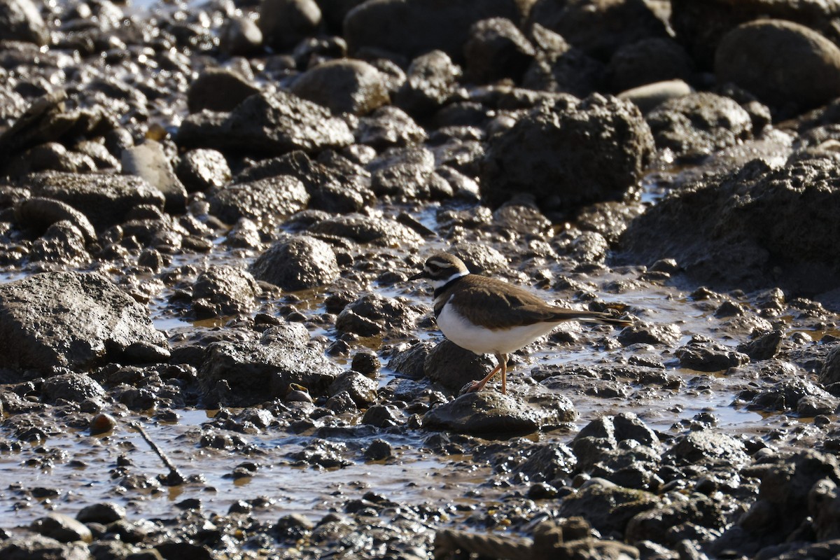 Chorlitejo Culirrojo - ML646918201