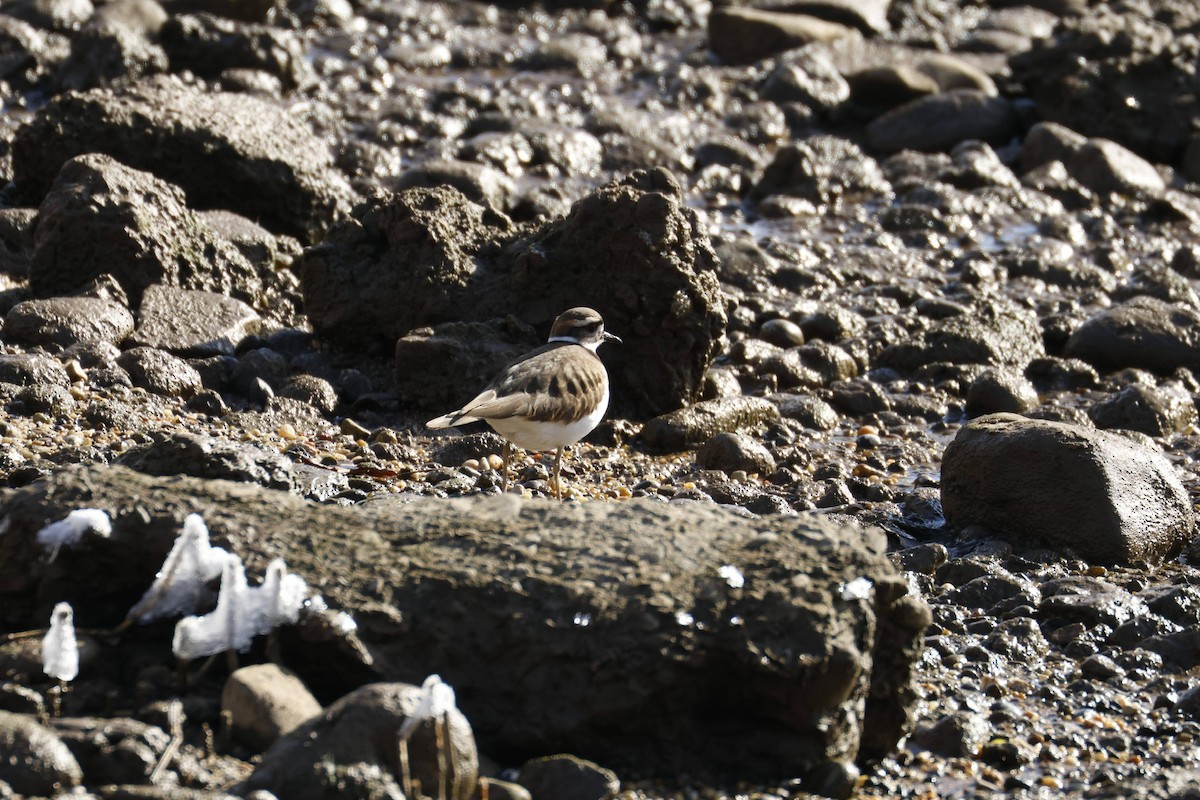 Chorlitejo Culirrojo - ML646918202