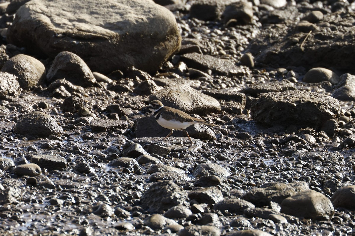 Chorlitejo Culirrojo - ML646918203