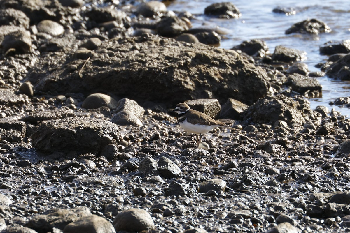 Chorlitejo Culirrojo - ML646918204