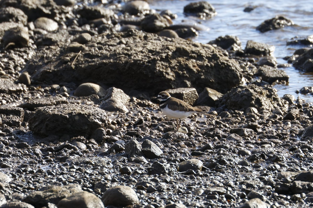 Chorlitejo Culirrojo - ML646918205