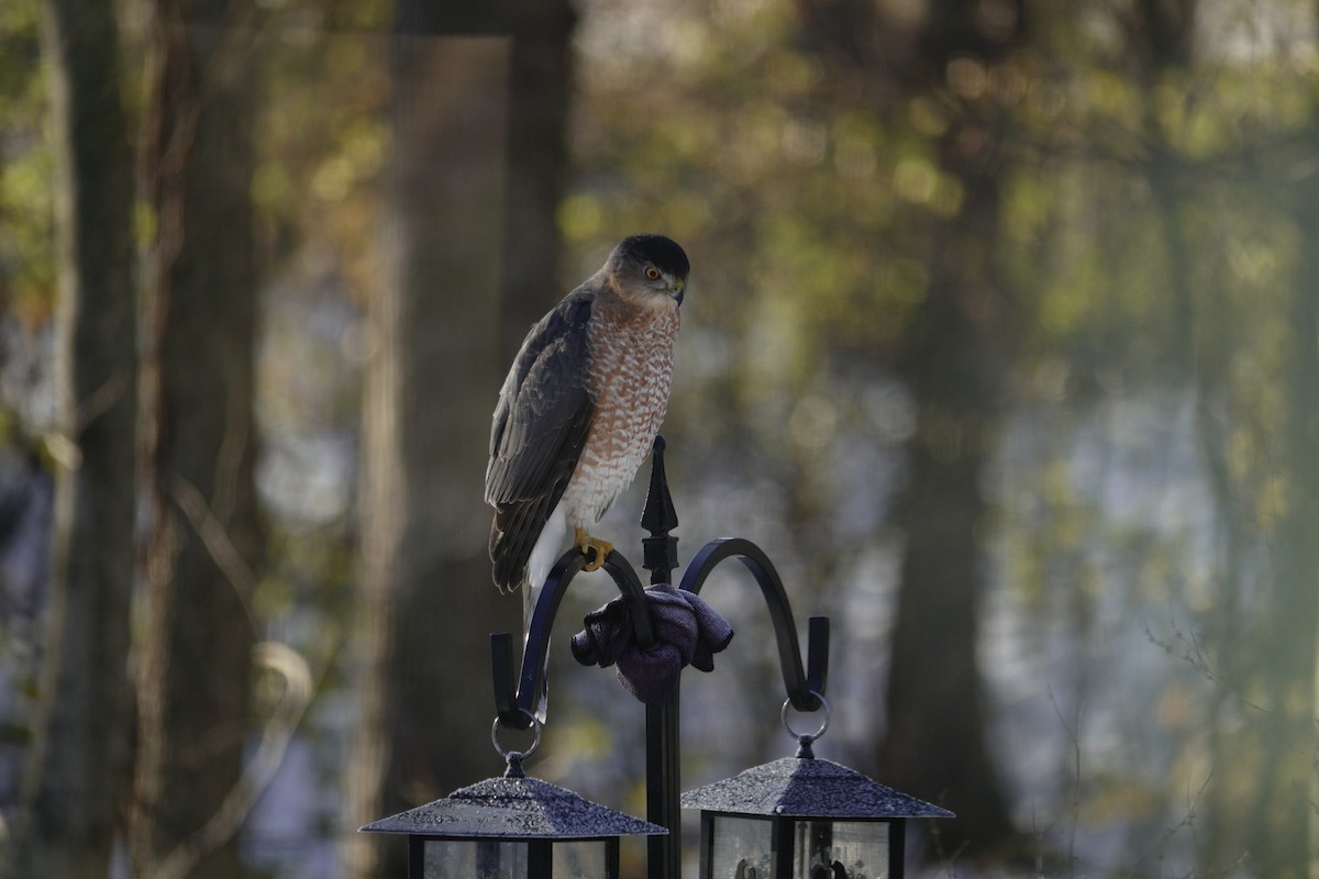 Gavilán de Cooper - ML646918206