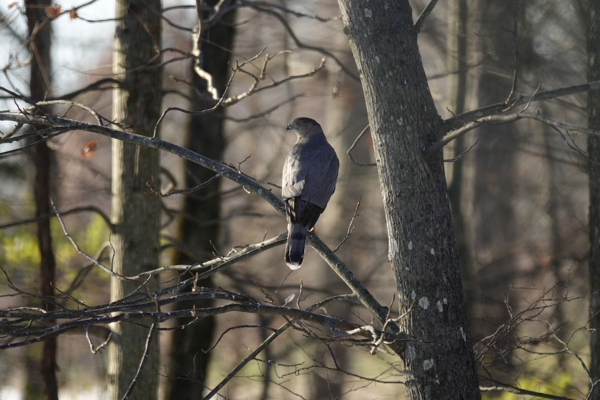 Gavilán de Cooper - ML646918208