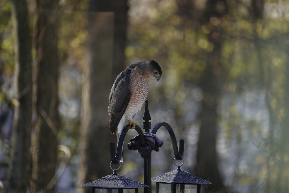 Gavilán de Cooper - ML646918209