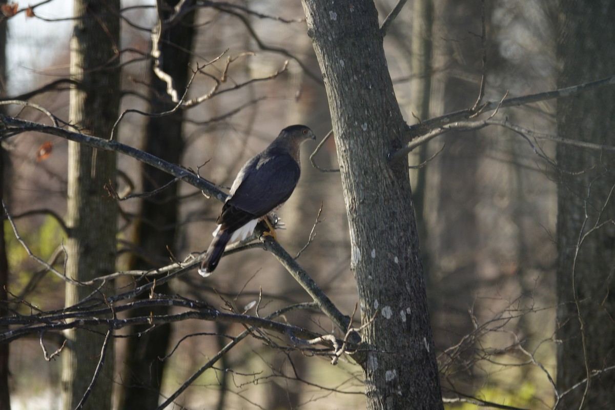 Gavilán de Cooper - ML646918210