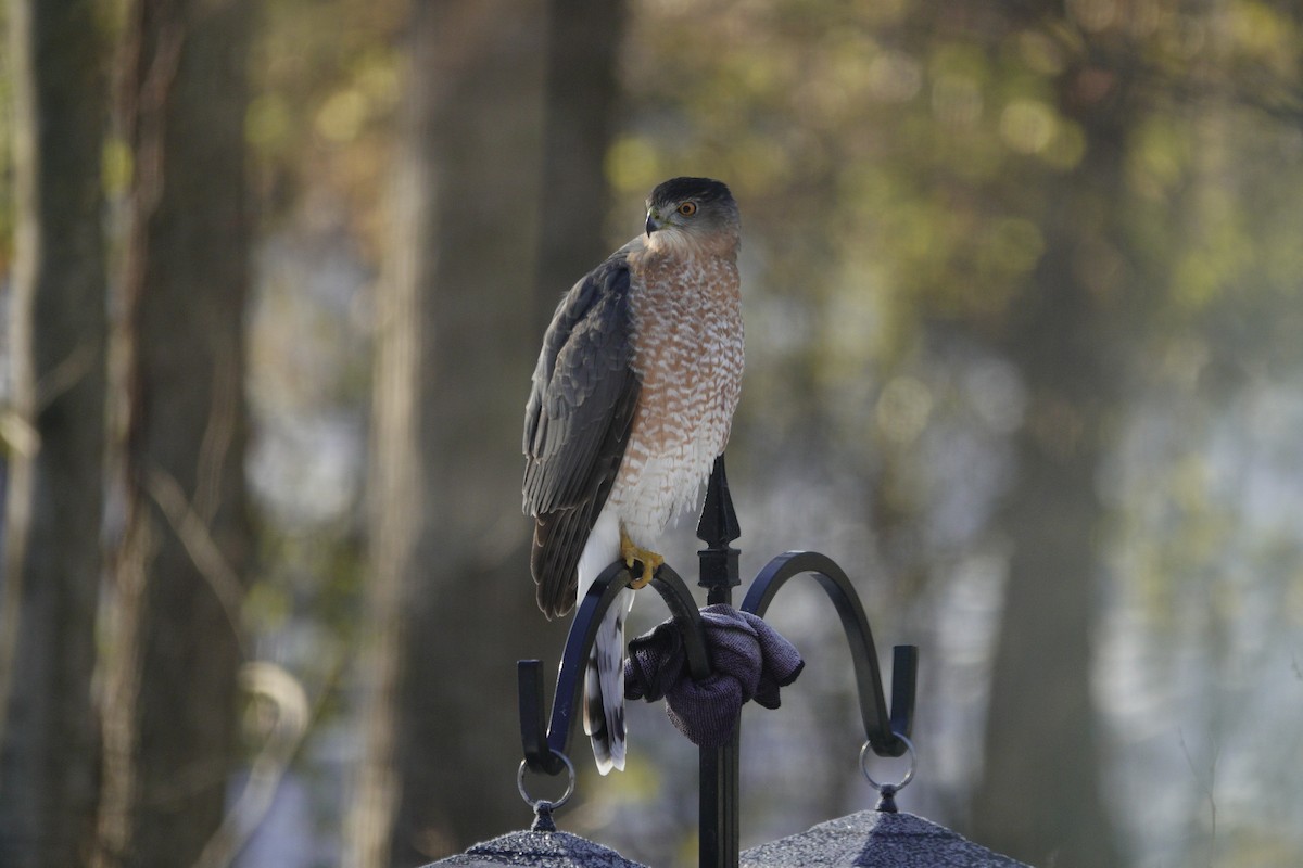 Gavilán de Cooper - ML646918211