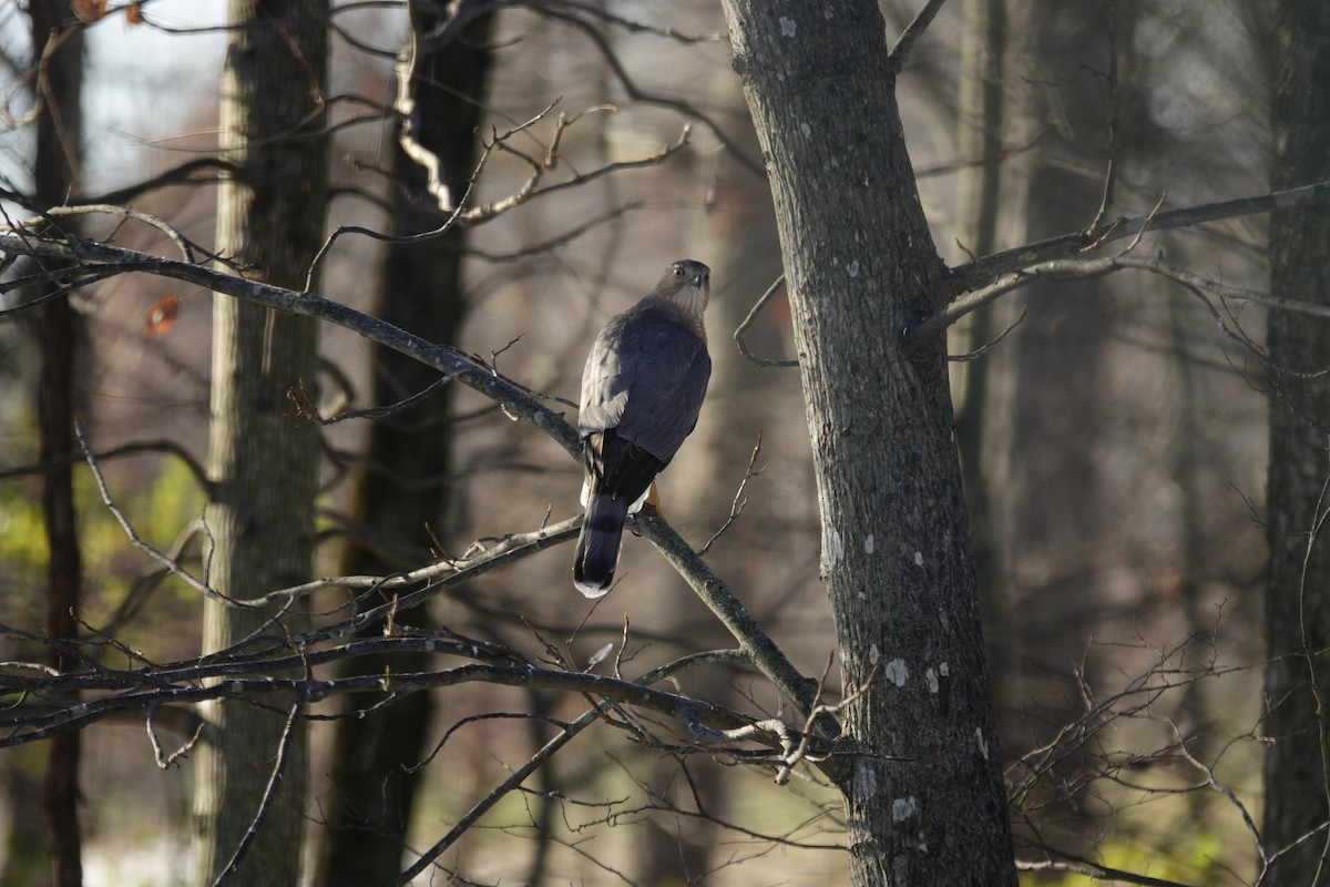 Gavilán de Cooper - ML646918212