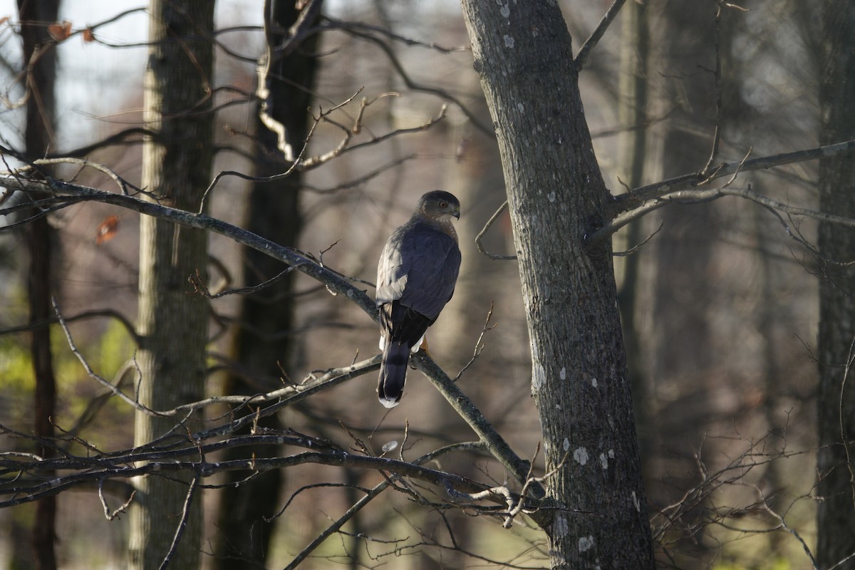 Gavilán de Cooper - ML646918213