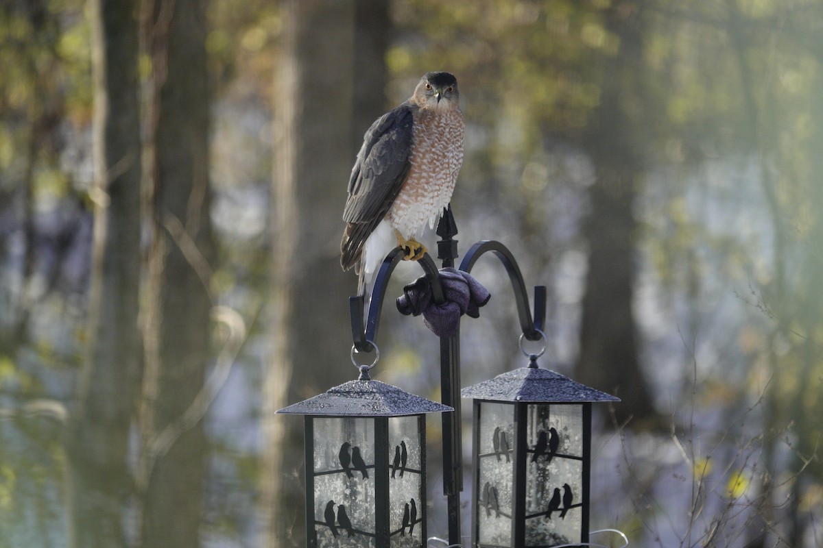 Gavilán de Cooper - ML646918214