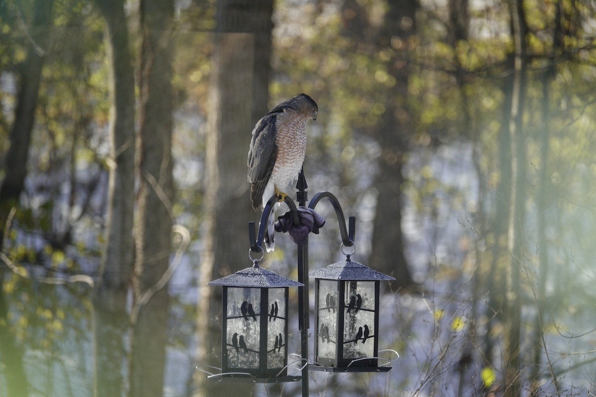 Gavilán de Cooper - ML646918215