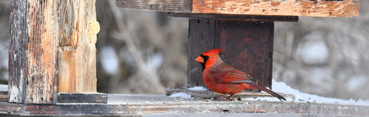 Красный кардинал - ML646918216