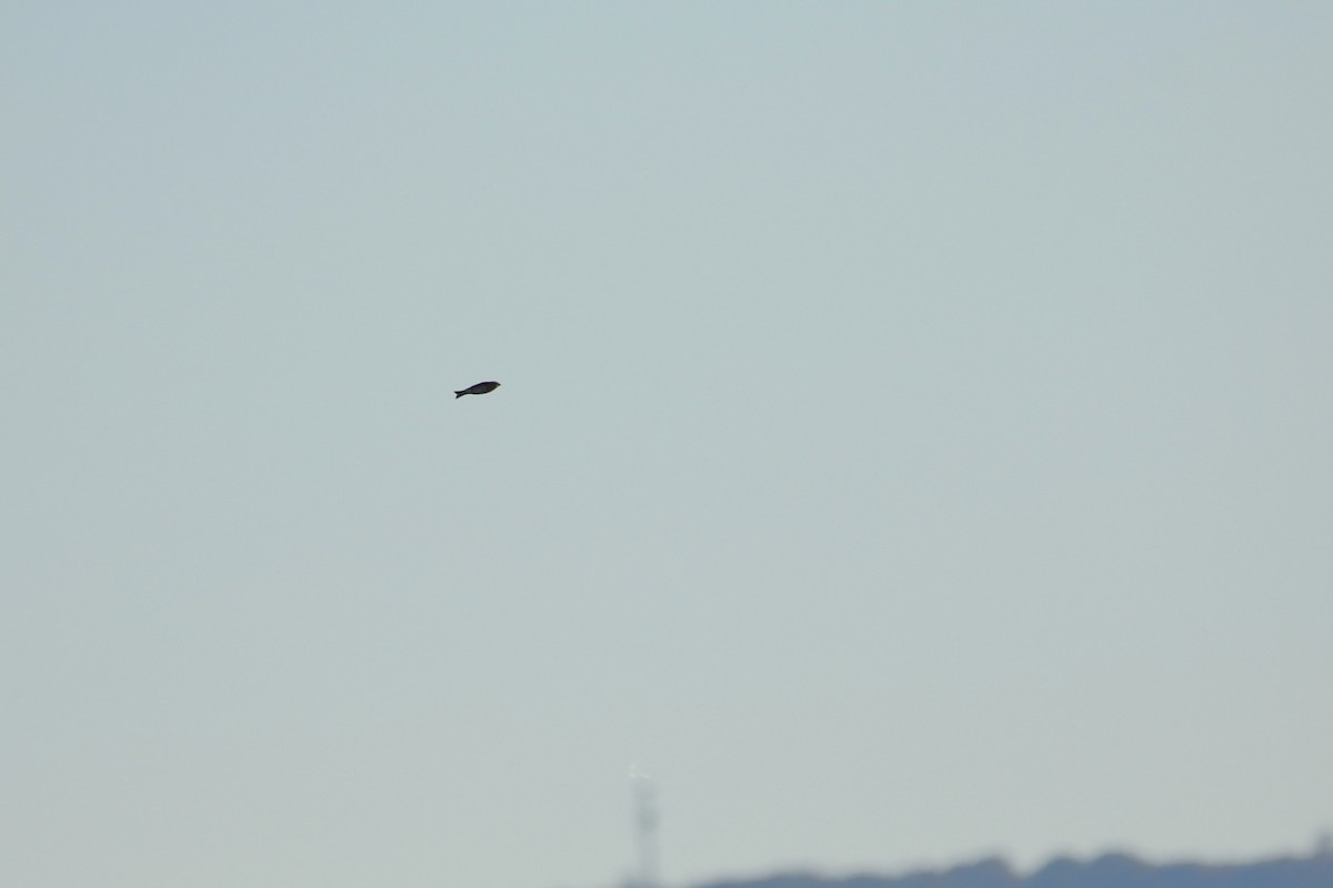 Camachuelo Purpúreo - ML646918217