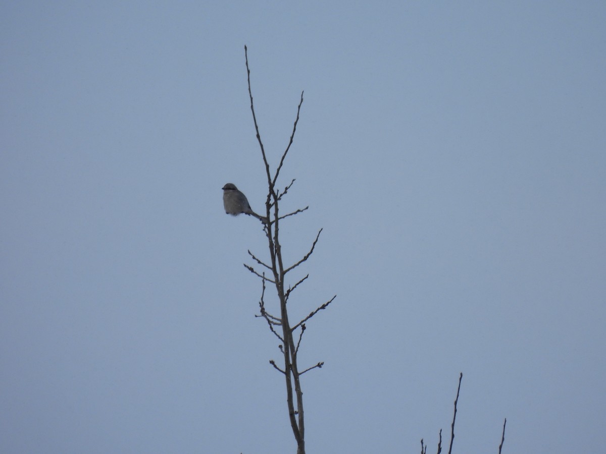 ťuhýk severní - ML646918218