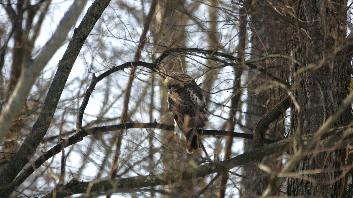 Busardo Colirrojo - ML646918219