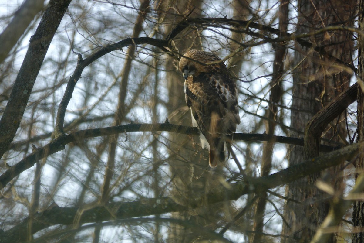 Busardo Colirrojo - ML646918220