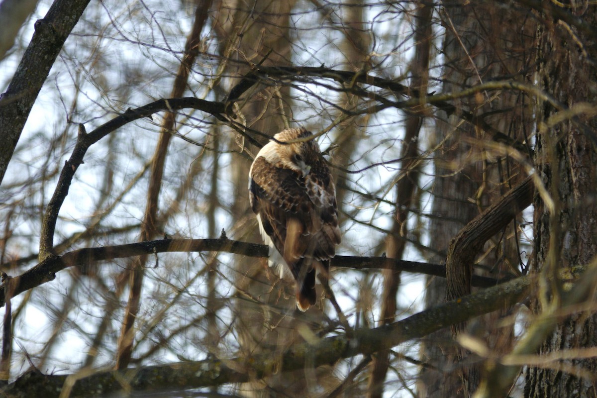Busardo Colirrojo - ML646918221