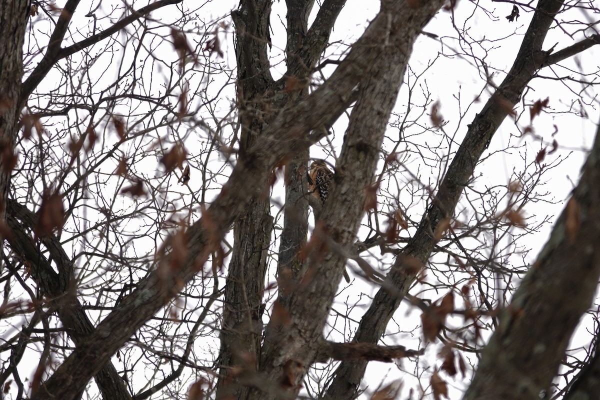 Busardo Colirrojo - ML646918222