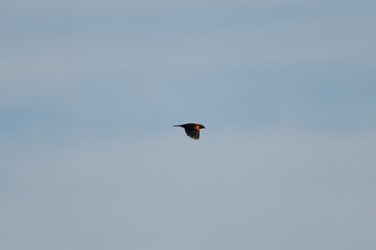 Sargento Alirrojo - ML646918223