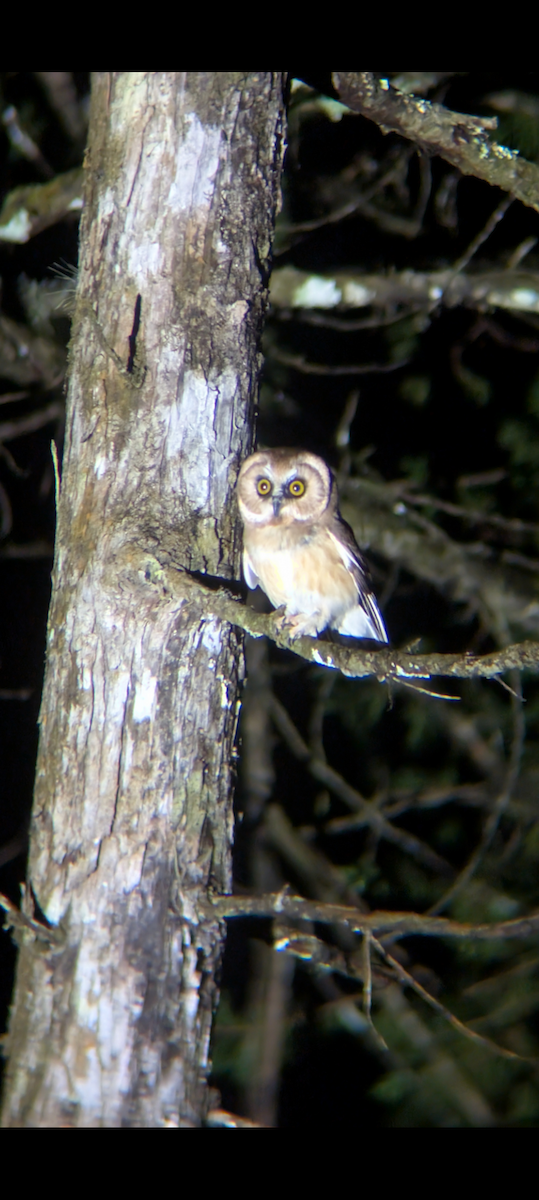 Сич білобровий - ML646918225