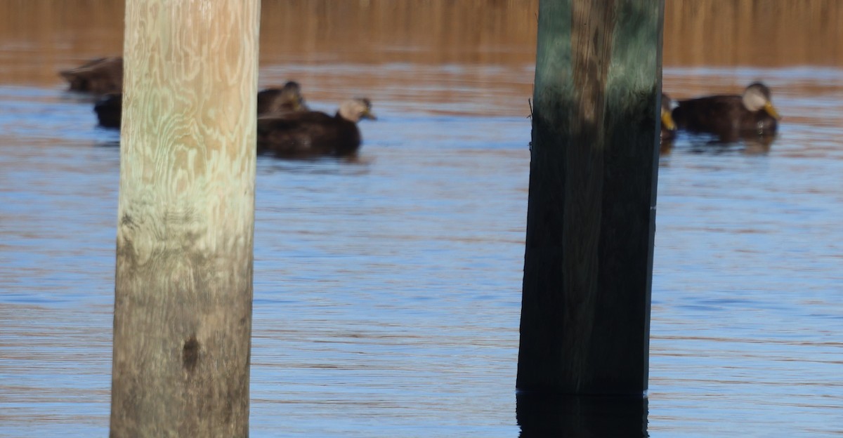 Ánade Sombrío - ML646918227