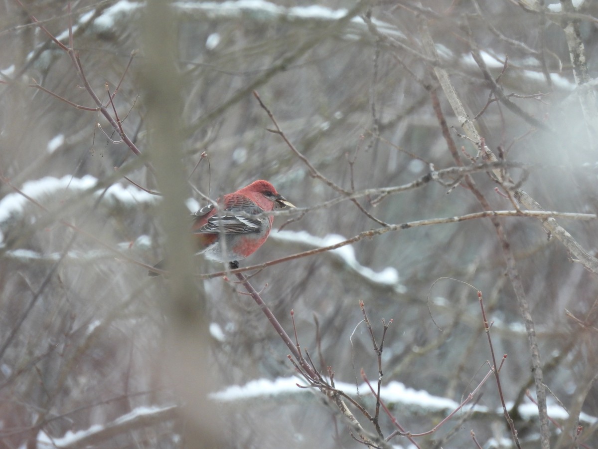 Pine Grosbeak - ML646918256
