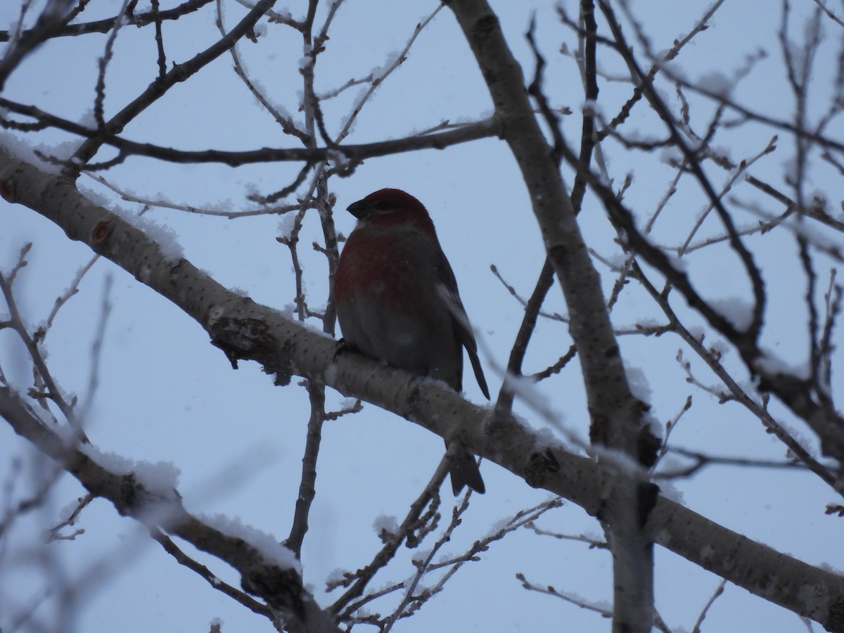 Pine Grosbeak - ML646918257