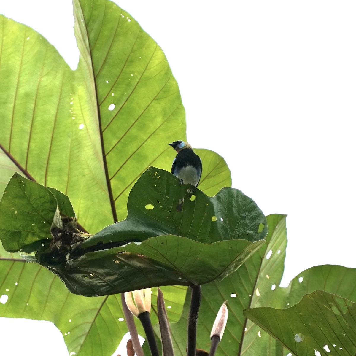 Golden-hooded Tanager - ML646918268