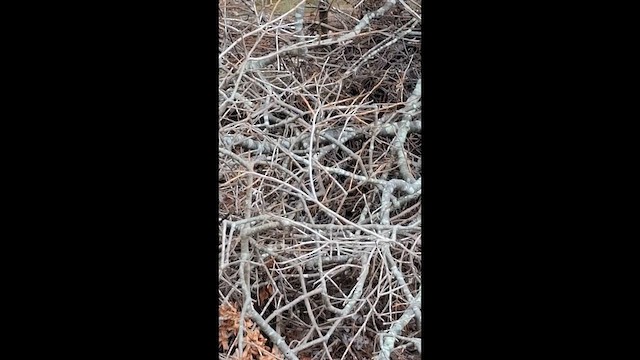 Winter Wren - ML646918289