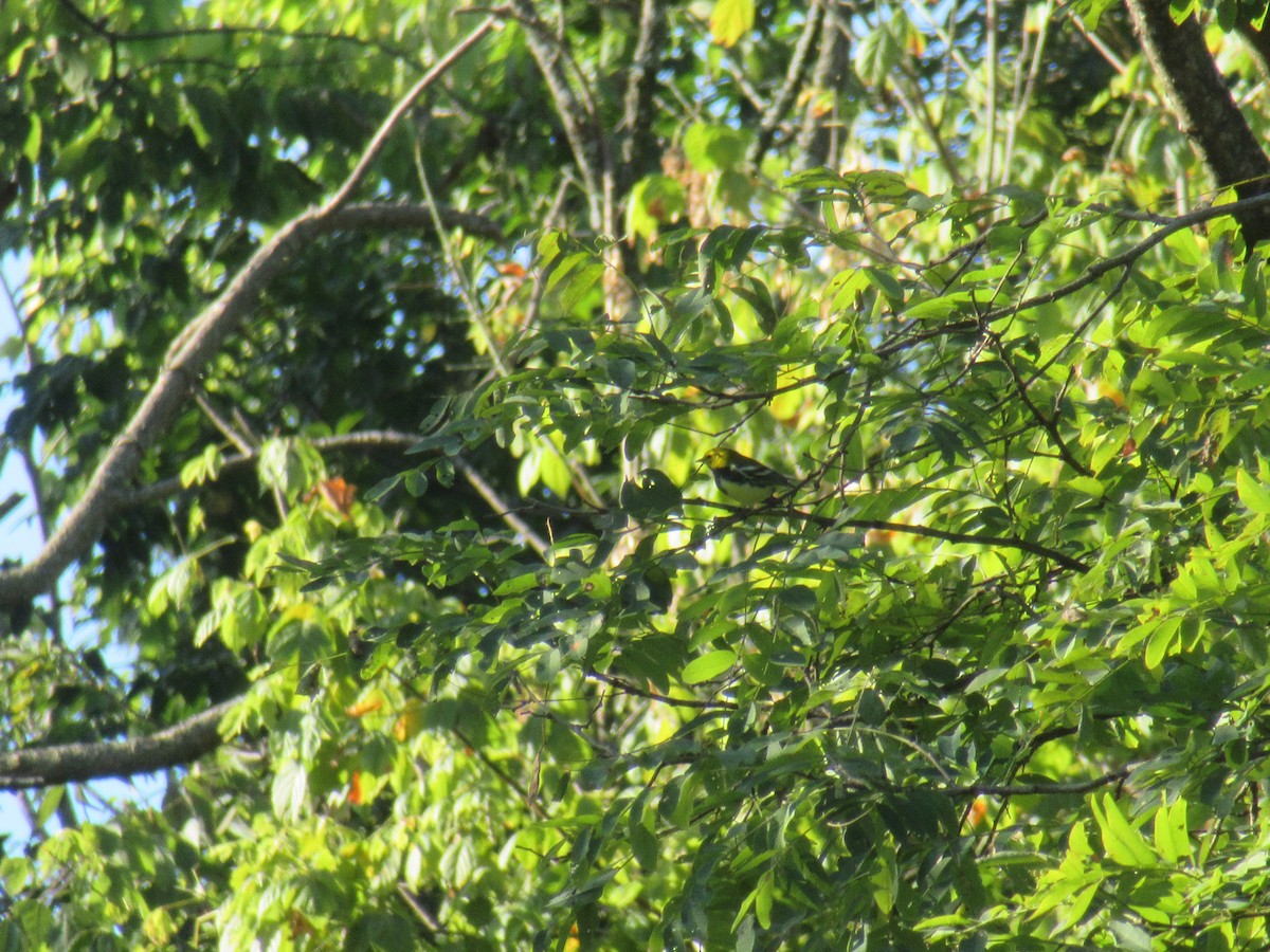 Black-throated Green Warbler - ML646918290