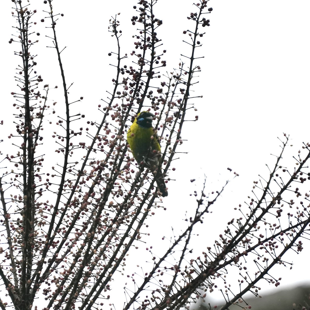 Blue-whiskered Tanager - ML646918291