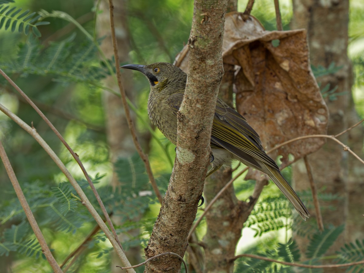 vitihonningeter - ML646918294