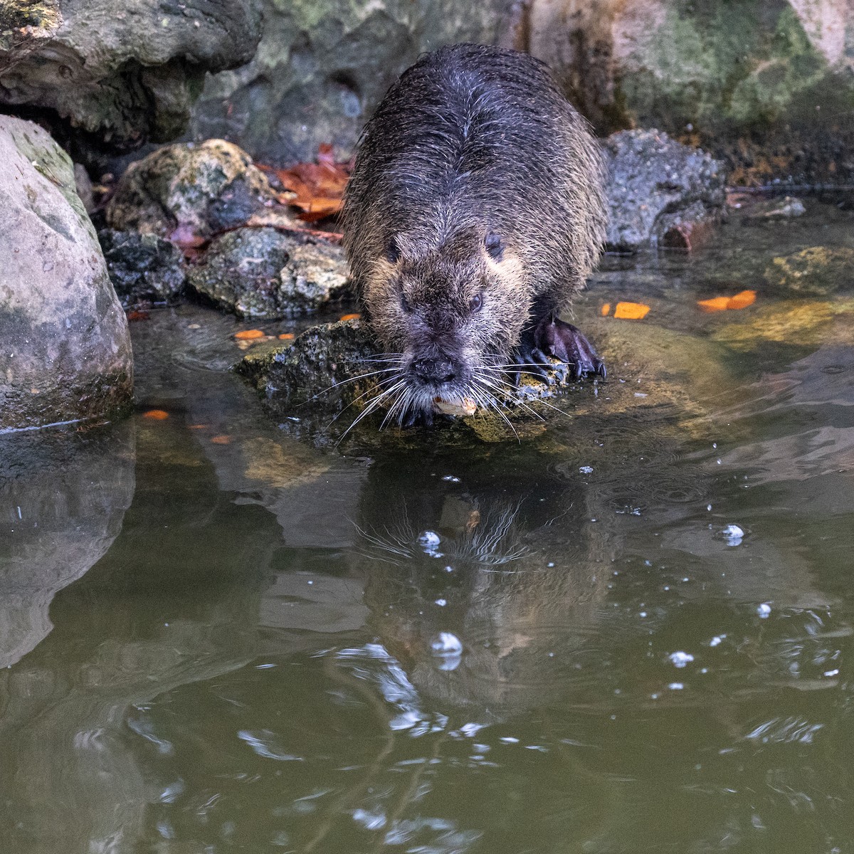 Animales - ML646918308