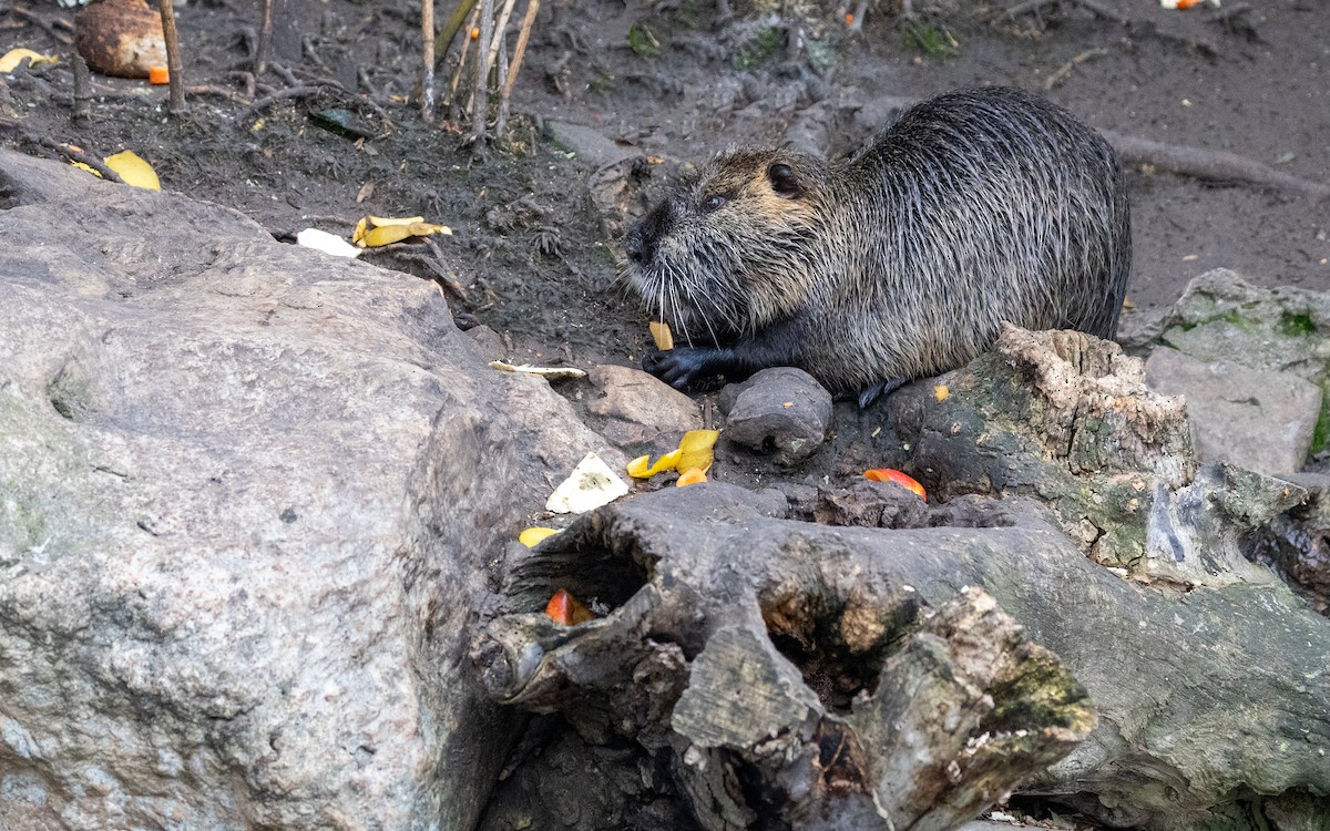 Animales - ML646918309