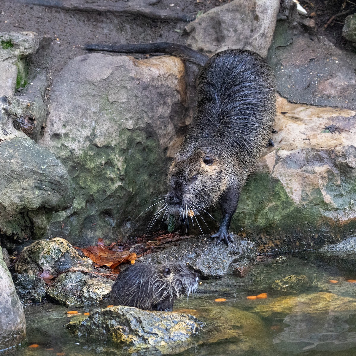 Animales - ML646918310