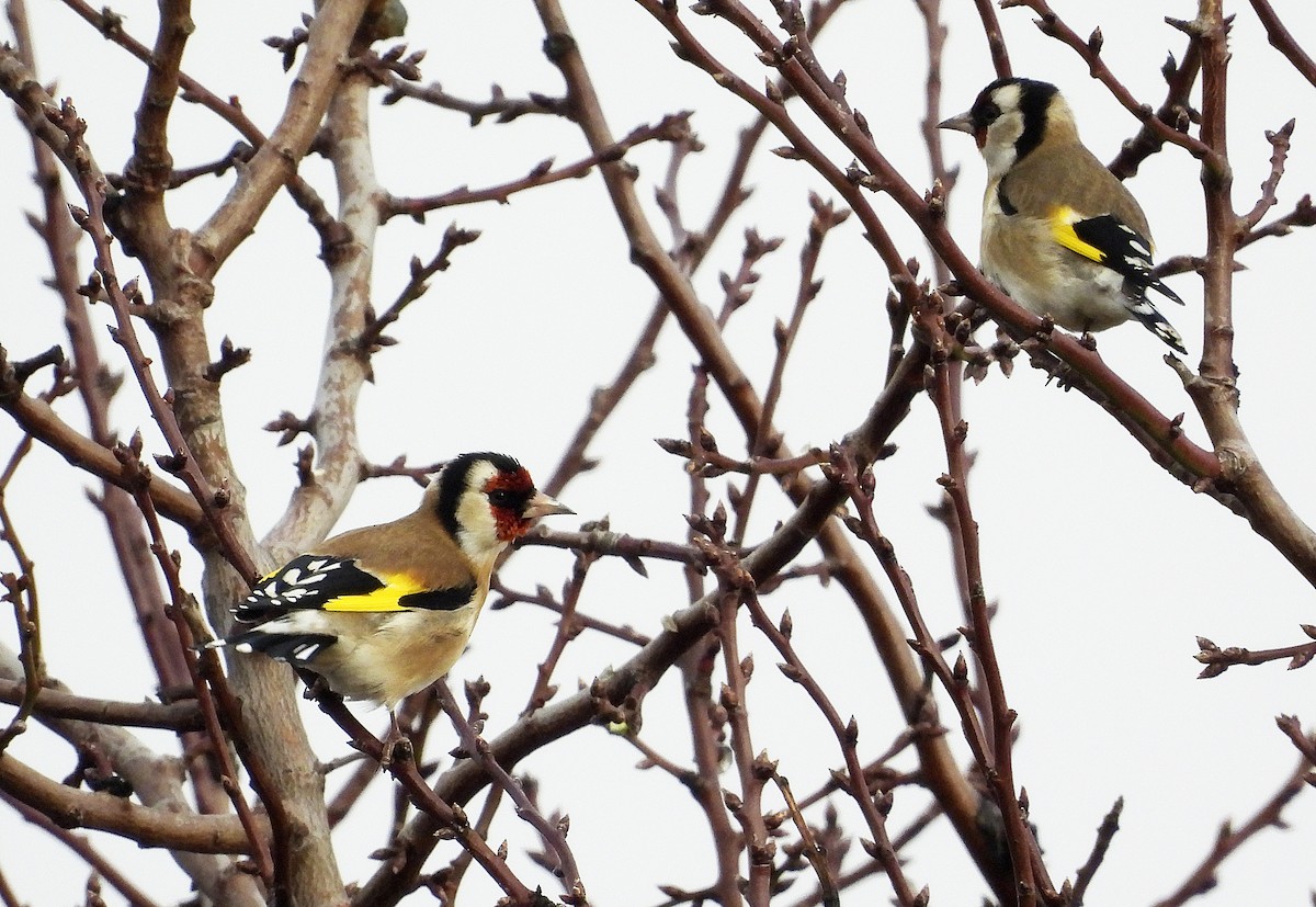 ゴシキヒワ - ML646918312