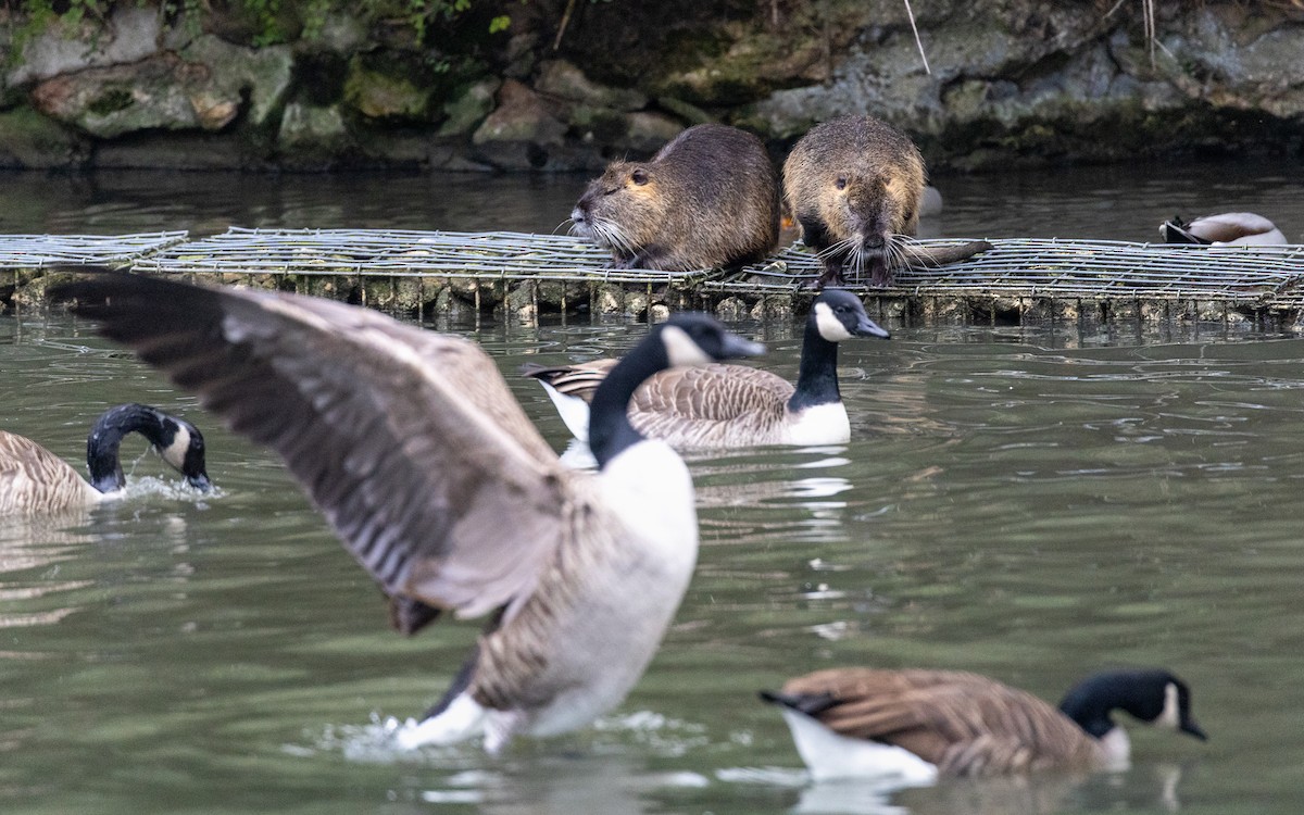 Animales - ML646918313