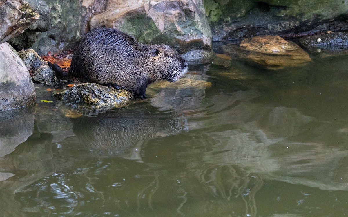 Animales - ML646918314