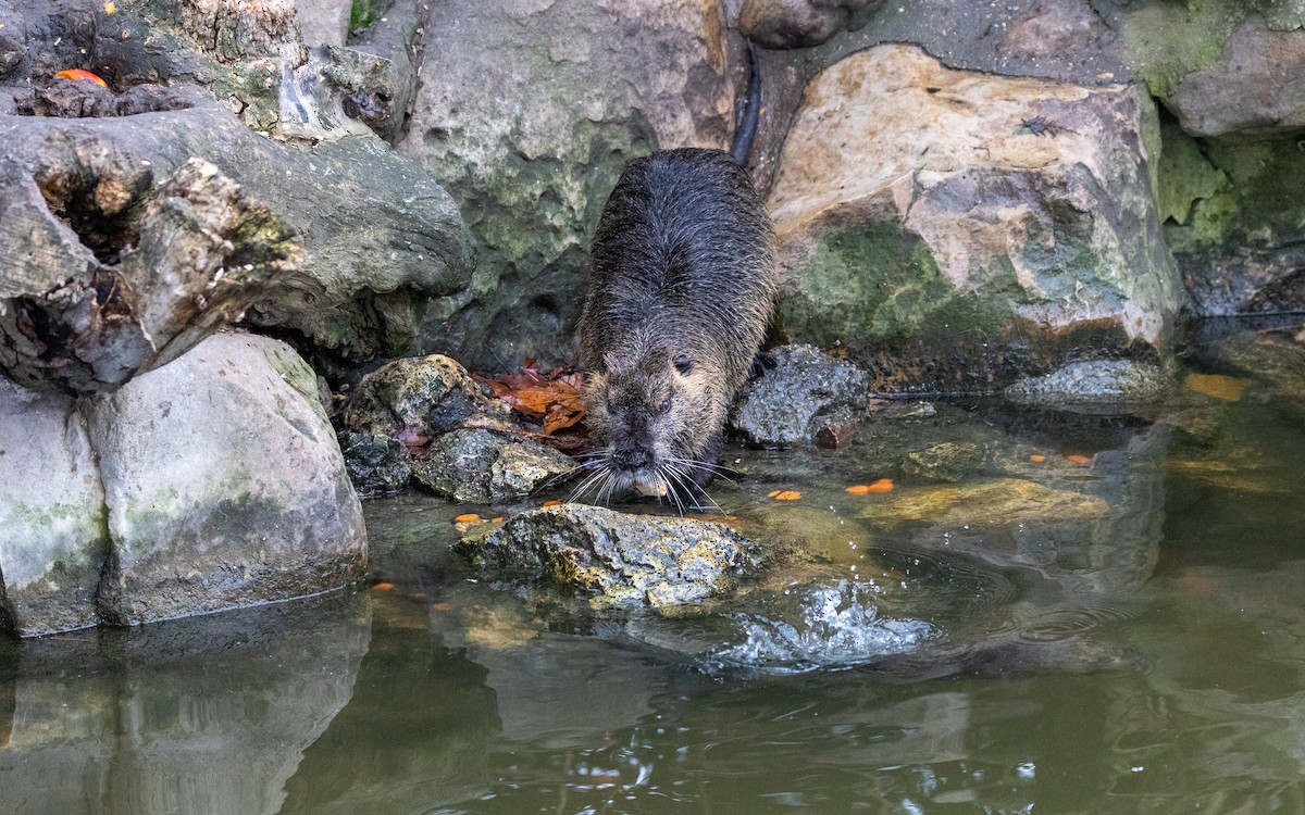 Animales - ML646918315