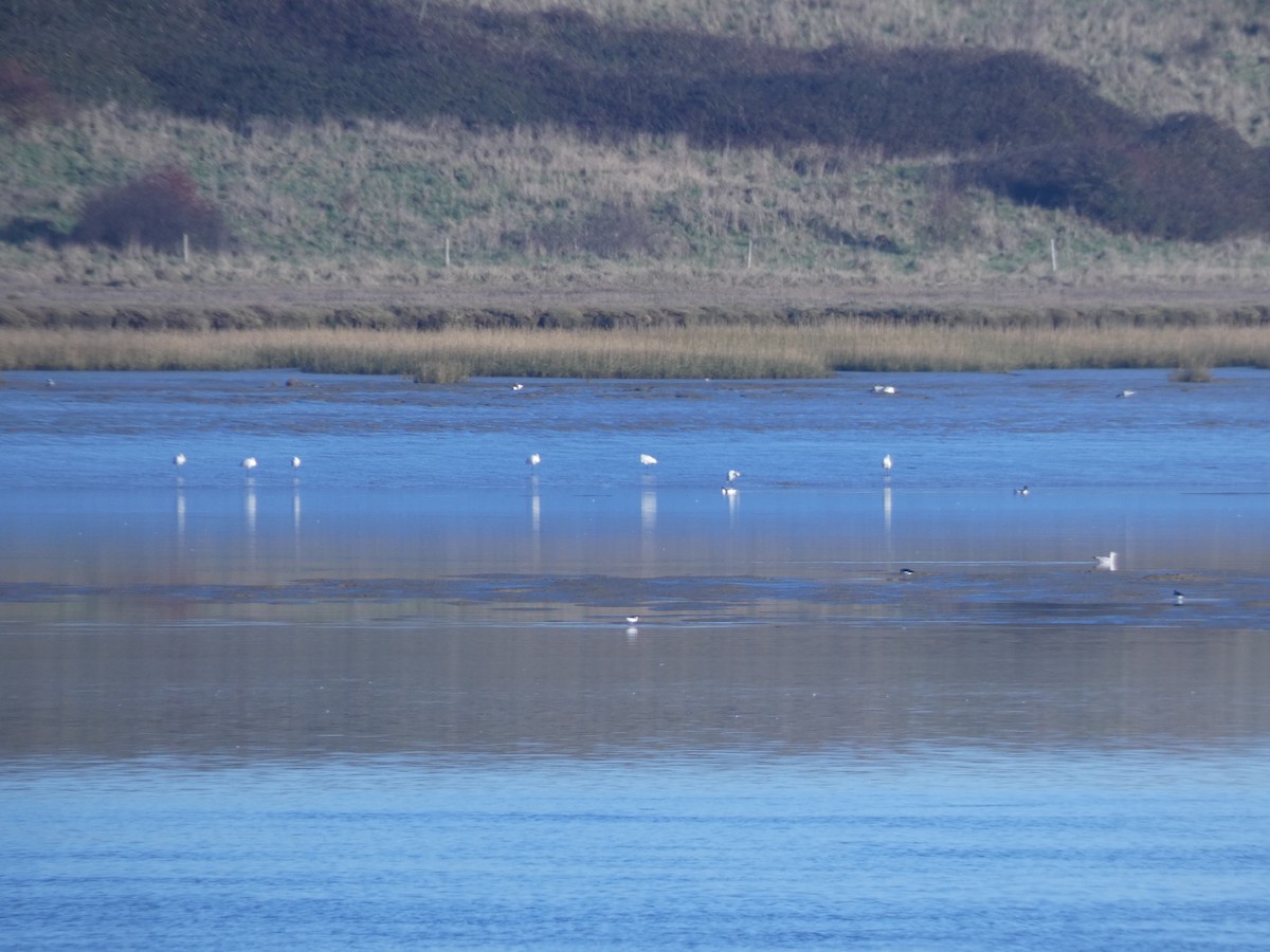 Spatola - ML646918316