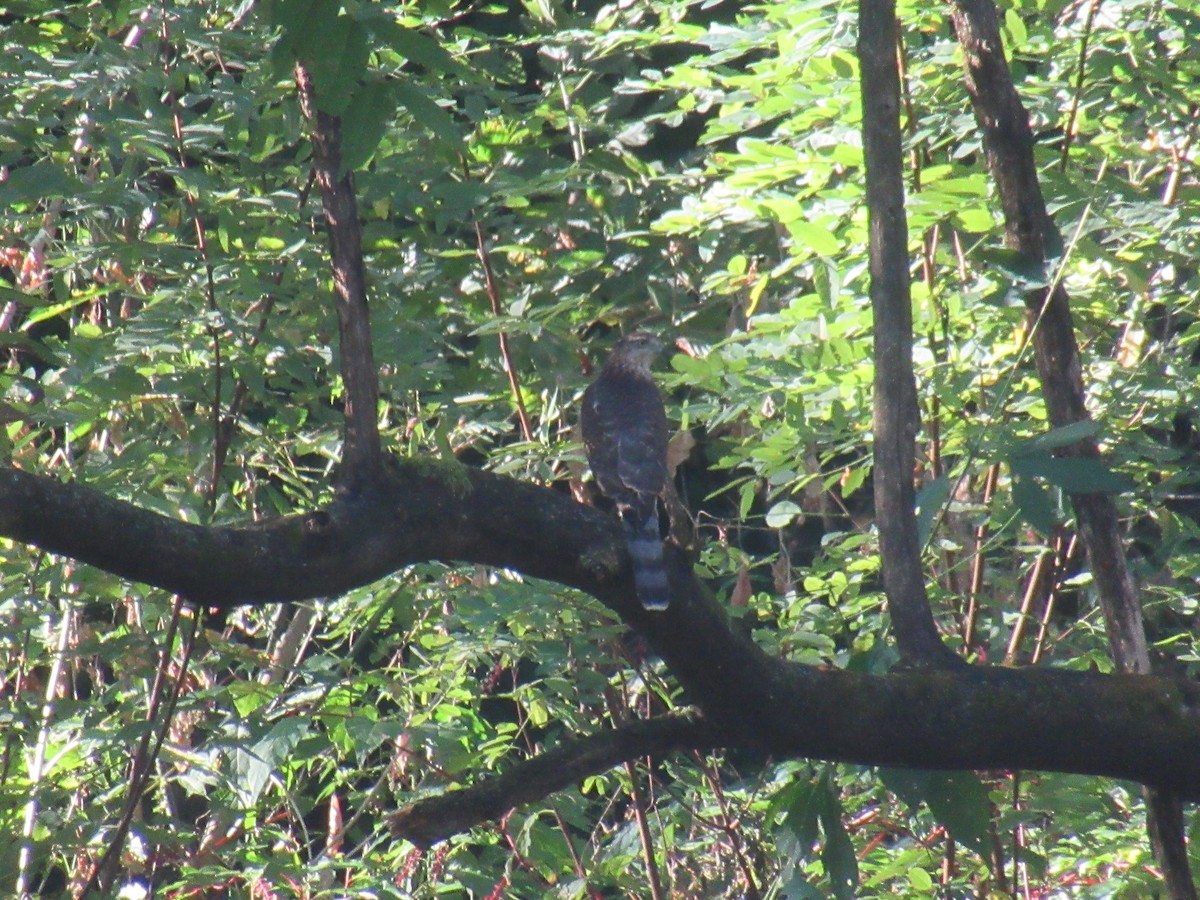 Cooper's Hawk - ML646918317