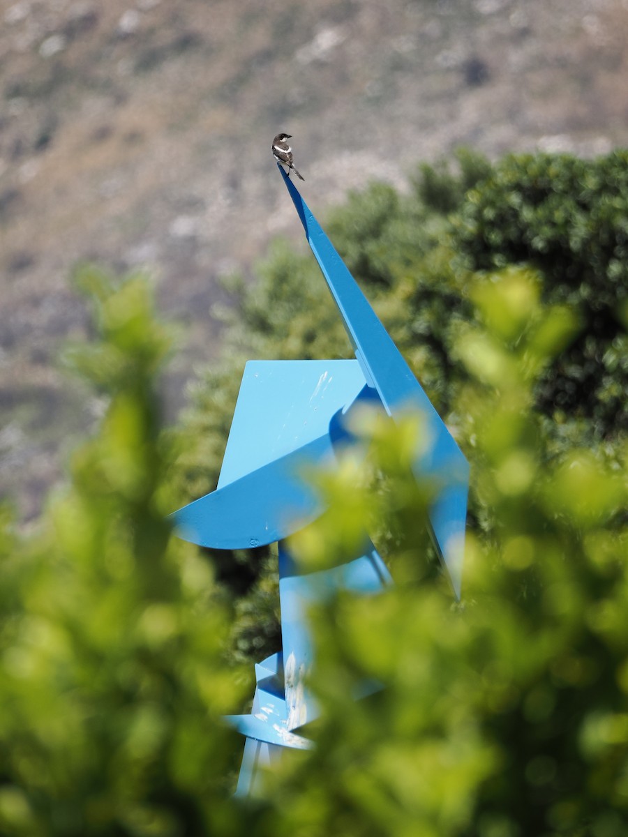 Pie-grièche fiscale - ML646918318